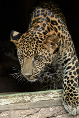 Fototapeta na wymiar young beautiful leopard in the park