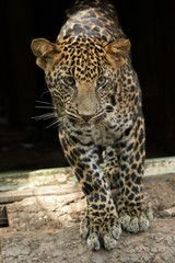 young beautiful leopard in the park