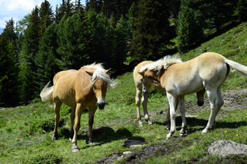Obraz na płótnie Canvas Austria, Tyrol, Horses