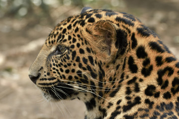 Fototapeta na wymiar young beautiful leopard in the park