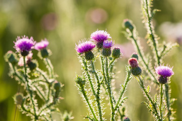 Obraz premium Thistle