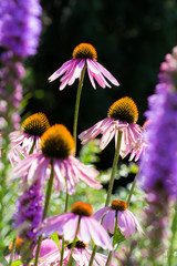 Echinacea flowers