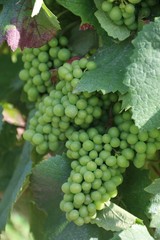 Champagne vigne