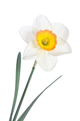 Naklejka na ściany i meble Beautiful daffodil isolated on white background