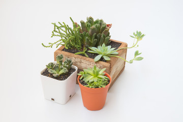 Variety of little Succulents plant in wooden pot