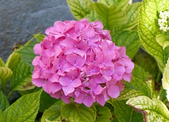 Hortensia en fleurs