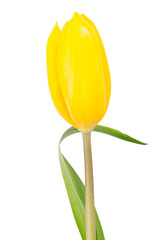 Yellow tulip isolated on white
