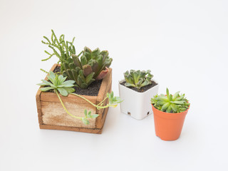 Variety of little Succulents plant in wooden pot