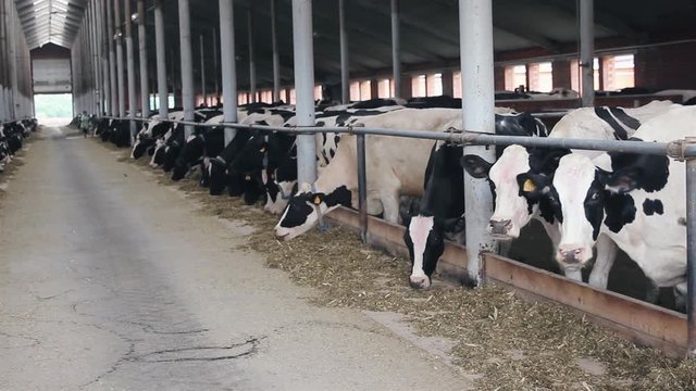 Cows eat sillage on farm