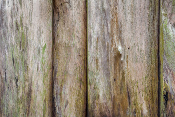  palissade en vieux troncs de bois 