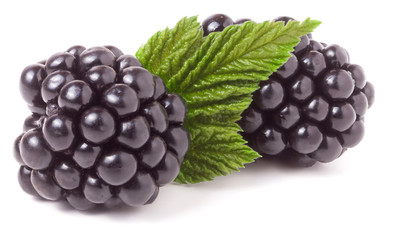 blackberry with leaf isolated on a white background closeup