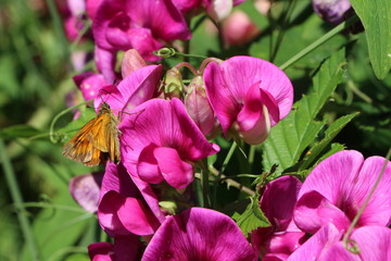 Obraz premium Sommertag; orangefarbener Schmetterling auf pinkfarbenen Wicken