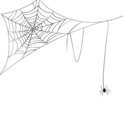 Vector Illustration of a Spiderweb and a Spider on a White Background