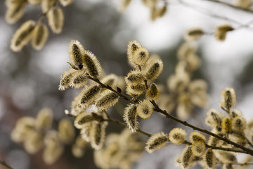 Alder flowers.