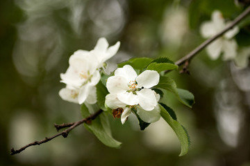 Apple blossom.