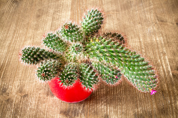 Flowering cactus in red pot
