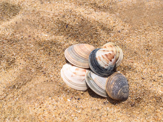 several shells on the sand