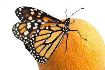 Fototapeta na wymiar Beautiful monarch butterfly perched on an orange
