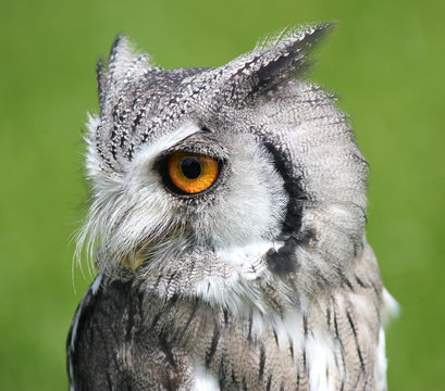 Southern White Faced Scops Owl (Male) Against a natural green background . Bird of prey .