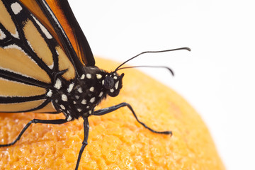 Beautiful monarch butterfly perched on an orange