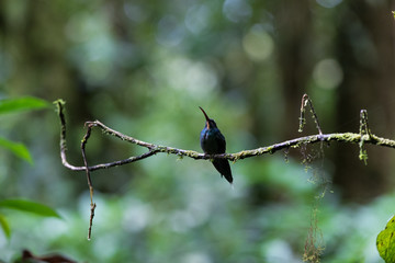 Blue humming bird in the cloud forest of Costa Rica