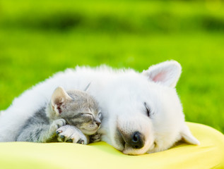 Fototapeta na wymiar White Swiss Shepherd`s puppy and small kitten sleeping together
