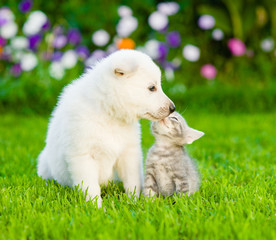 White Swiss Shepherd`s puppy kissing kitten on green grass