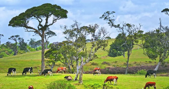 Nuwara Eliya Sri Lanka outdoor summer pasture with livestock grazing on grass