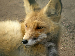 Sleeping fox calmly