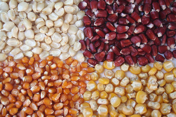 chicchi di mais di differenti colori su sfondo bianco