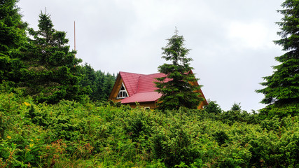 Fototapeta na wymiar Mountain landscape in Carpathians, wooden house among the pines in rain weather Ukraine.
