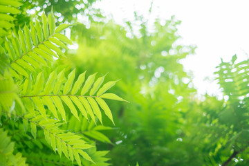 Green leaves on the green bokeh background