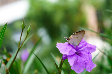 Asian butterfly on a flower