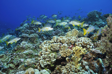 Plakat Korallenriff in der Südsee