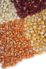 chicchi di mais di differenti colori su sfondo bianco