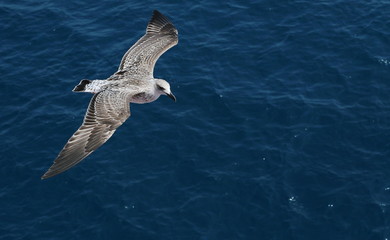 seagull flying over the sea