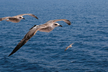seagull flying over the sea