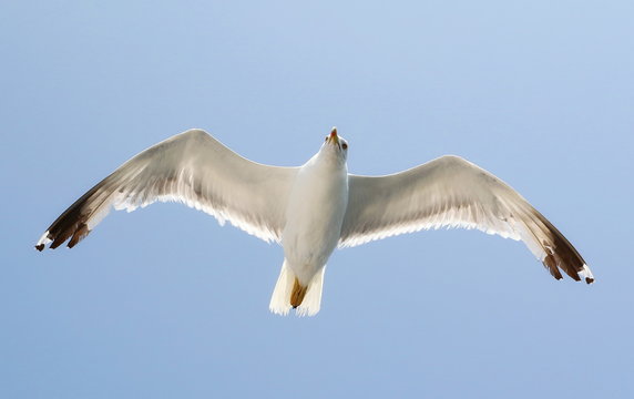 white seagull in blue sky