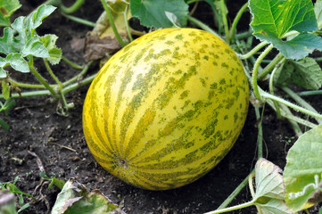 close-up of of ripening melon