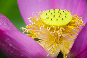 Lotus flower closeup