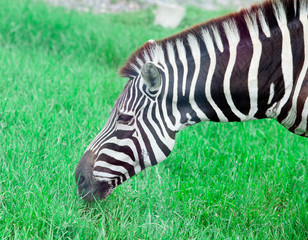 Zebra head