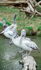White Pelican (Pelecanus onocrotalus) on the wood
