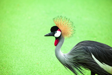 grey crowned crane in natural habitat