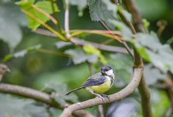 Portrait of Great Tit Parus Major bird sat on branch in tree