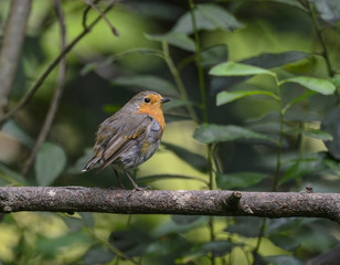 Portrait of Robin Erithacus Rubecula bird sat on branch in tree