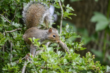 Naklejka na ściany i meble Portrait of cute grey squirrel sciurus carolininsis on branch in