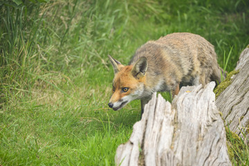Stunning image of red fox vulpes vulpes in lush Summer countrysi