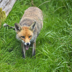 Naklejka na ściany i meble Stunning image of red fox vulpes vulpes in lush Summer countrysi