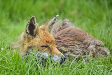 Stunning image of red fox vulpes vulpes in lush Summer countrysi