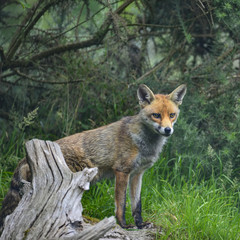 Stunning image of red fox vulpes vulpes in lush Summer countrysi